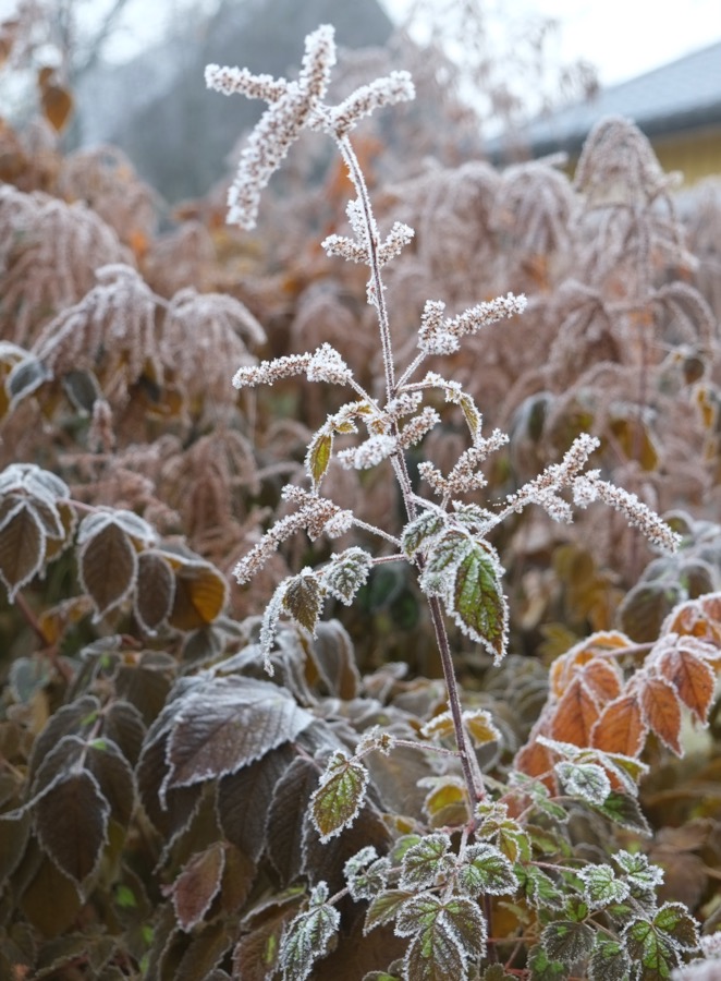 Frost 1